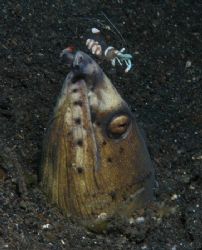 Snake eel with cleaner shrimp on nose - Lembeh 2005 - 18-... by Simon Pickering 